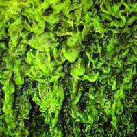 High Places - High Places Vs Mankind i gruppen VINYL / Pop-Rock hos Bengans Skivbutik AB (488560)