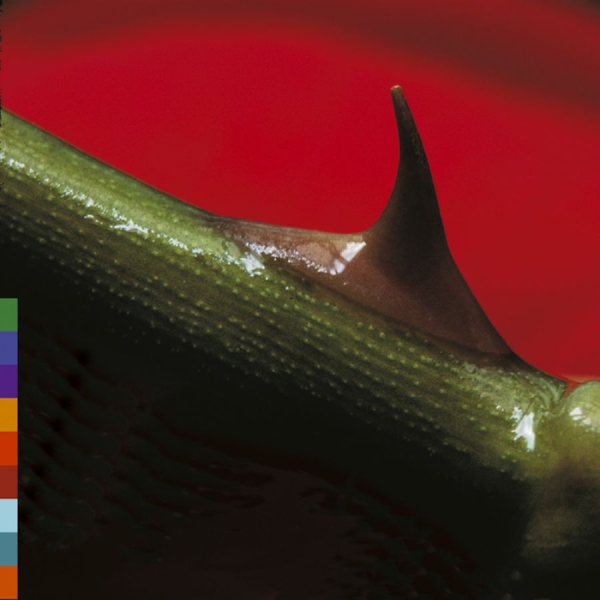 Nusrat Fateh Ali Khan - Night Song i gruppen CD / Toppsäljare hos Bengans Skivbutik AB (521370)