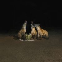 Years Of Denial - Suicide Disco i gruppen VI TIPSAR / Fredagsreleaser / Fredag den 6:e december 2024 hos Bengans Skivbutik AB (5569718)