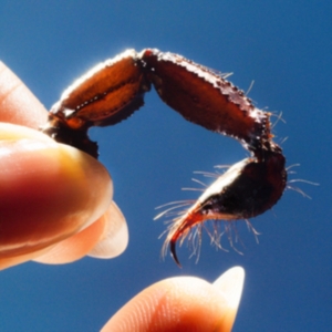 Squid - Cowards i gruppen ÖVRIGT / Övrigt / Artiklar-kommande hos Bengans Skivbutik AB (5571715)