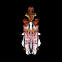 Scraps Of Tape - The Will To Burn (Limited Indie Exc i gruppen VINYL hos Bengans Skivbutik AB (5572515)