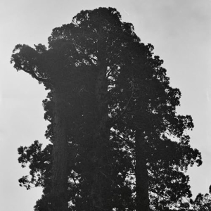 Chance Pena  - Ever-Shifting, Continual Blossoming (Ltd Maroon Vinyl) i gruppen VINYL / Pop-Rock hos Bengans Skivbutik AB (5575715)