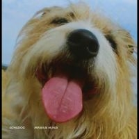 Songdog - Mirabilia Mundi i gruppen CD / Pop-Rock hos Bengans Skivbutik AB (5576573)