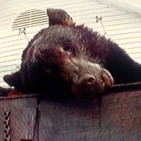 Truck Violence - Violence (Vinyl Lp) i gruppen VINYL / Hårdrock hos Bengans Skivbutik AB (5587774)