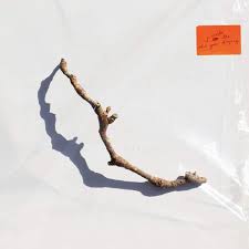 Harvey Pj - Split Seams/Vikt Hörn I Inside The Old Year Dying i gruppen VINYL / Pop-Rock hos Bengans Skivbutik AB (5587941)