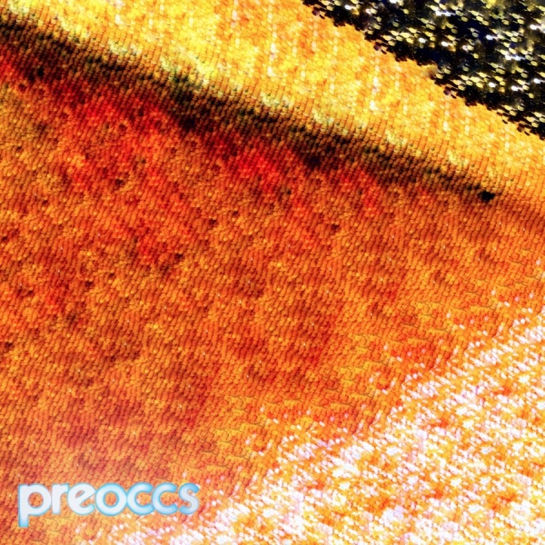 Preoccupations - Mur/Ponr (Yellow Vinyl) i gruppen VI TIPSAR / Fredagsreleaser / 2025-10-10 hos Bengans Skivbutik AB (5639155)