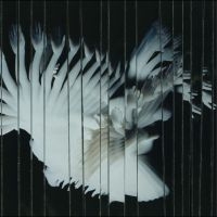 Scaler - Endlessly i gruppen VI TIPSAR / Fredagsreleaser / 2025-09-26 hos Bengans Skivbutik AB (5639962)