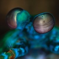 Gibbs Melvin - Amasia: Anamibia Sessions 2 i gruppen VI TIPSAR / Fredagsreleaser / 2025-10-17 hos Bengans Skivbutik AB (5640151)