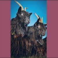 Martina Berther & Philipp Schlotter - Silence Will Never Die i gruppen VI TIPSAR / Fredagsreleaser / 2025-10-17 hos Bengans Skivbutik AB (5643409)