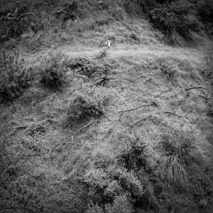 Tivel Anna - Animal Poem i gruppen VI TIPSAR / Fredagsreleaser / 2025-11-14 hos Bengans Skivbutik AB (5644294)