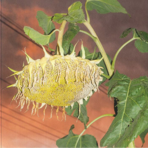 Phatness - Fillerkiller (Vinyl LP) i gruppen VINYL / Elektroniskt hos Bengans Skivbutik AB (5646737)