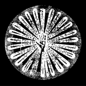 Filhos - Vol.2 i gruppen Pop-Rock hos Bengans Skivbutik AB (5648363)