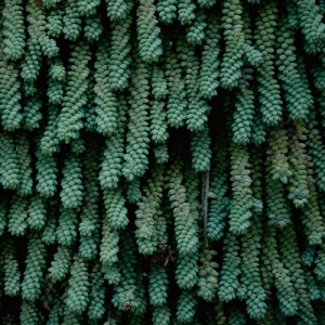 May Hank - Tails i gruppen CD / Pop-Rock hos Bengans Skivbutik AB (5650924)