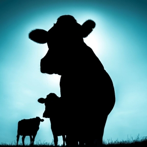 Singülar - Singülar i gruppen VINYL / Kommande / Jazz hos Bengans Skivbutik AB (5657747)