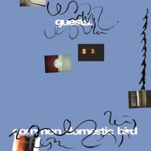 Guests - Common Domestic Bird i gruppen VINYL / Kommande / Pop-Rock hos Bengans Skivbutik AB (5665021)