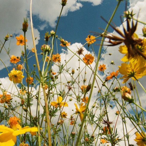 Tasha - You Are Spring! (Ltd. Yellow Wildfl i gruppen VINYL / Nyheter / Pop-Rock hos Bengans Skivbutik AB (5677555)