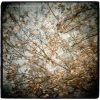 Horse Feathers - Thistled Spring i gruppen VI TIPSAR / Blowout / Blowout-CD hos Bengans Skivbutik AB (568380)