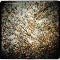 Horse Feathers - Thistled Spring i gruppen CD / Pop-Rock hos Bengans Skivbutik AB (568380)