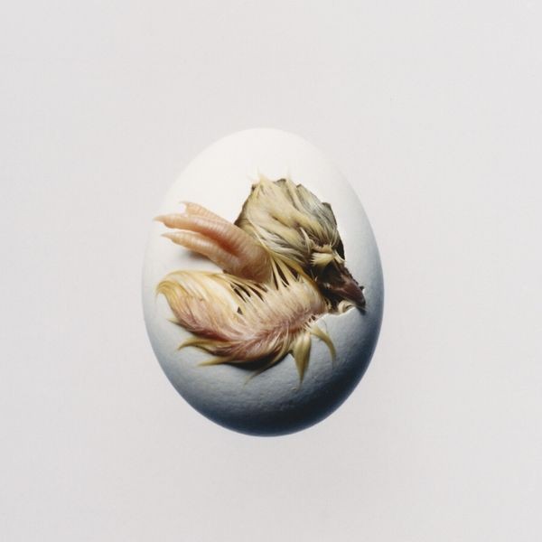 Shygirl - Swallow! i gruppen CD / Pop-Rock hos Bengans Skivbutik AB (5690618)