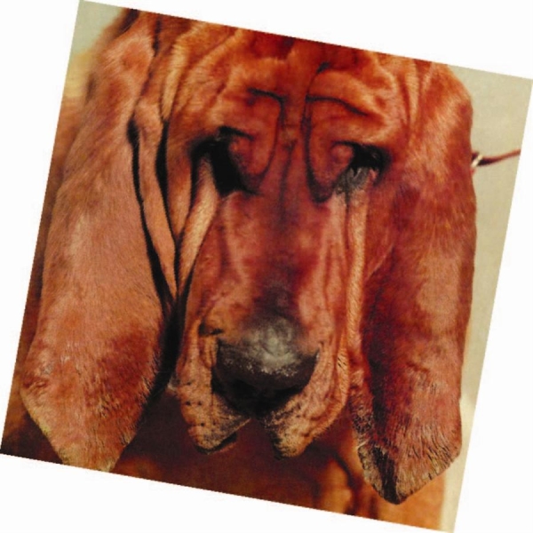 Segall Ty - Goodbye Bread i gruppen CD / Toppsäljare hos Bengans Skivbutik AB (658922)