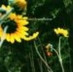 Smith Darden - Sunflower