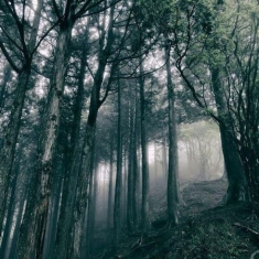 Kosemura Akira - In The Dark Woods