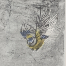 Mésange - Heliotrope