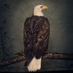 Clutch - Book Of Bad Decisions (Digi)