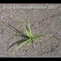Schmeckenbecher Erich - 2007