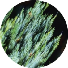 Tilliander - Ofog Ep