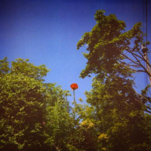 Pioulard Benoit - Sonnet