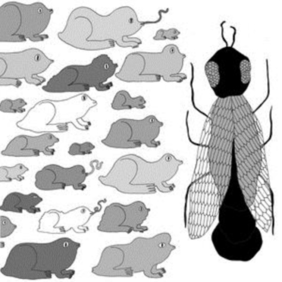 Pet Crow - A Simple Guide To Small And Medium