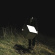 Pg.lost - In Never Out Pg.lost - In Never Out