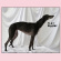 Flat Worms - Flat Worms Flat Worms - Flat Worms