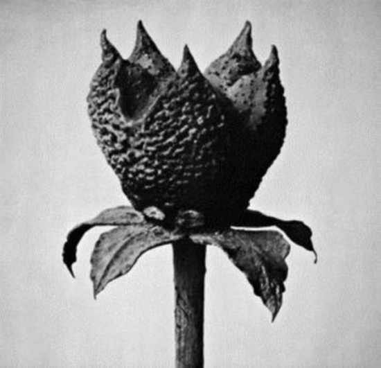 Fujita Masayoshi - Book Of Life