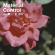 Glassjaw - Material Control Glassjaw - Material Control
