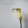 Brother Brothers - Calla Lily Brother Brothers - Calla Lily