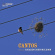 Zohn-Muldoon R. - Cantos Zohn-Muldoon R. - Cantos