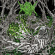 Worm - Gloomlord (Green Vinyl Lp) Worm - Gloomlord (Green Vinyl Lp)