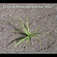 Erich Schmeckenbecher - 2007