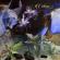 Celéne - Forlorn Paradise Celéne - Forlorn Paradise