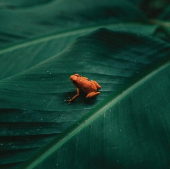 Ingredient - Ingredient