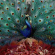 Opeth - Sorceress Opeth - Sorceress