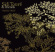 Toure Sidi - Sahel Folk Toure Sidi - Sahel Folk