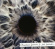 Jormin Christian - Sol Salutis Jormin Christian - Sol Salutis