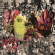 Dead Meadow - Warble Womb (2 Lp Neon Orange Vinyl) Dead Meadow - Warble Womb (2 Lp Neon Orange Vinyl)