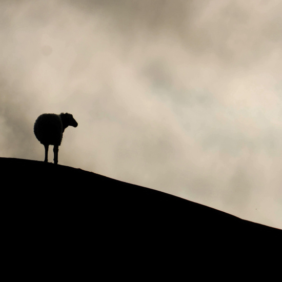 Hyacinthuset - Gå (Vänd Inte Om)