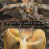 Handel / Purcell - If Love's A Sweet Passion Handel / Purcell - If Love's A Sweet Passion