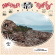 Landowner - Assumption (Electric Smoke Vinyl) Landowner - Assumption (Electric Smoke Vinyl)